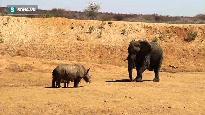 Vì bảo vệ con, tê giác mẹ tấn công cả kẻ thù to lớn hơn gấp 2-3 lần - Ảnh 2.