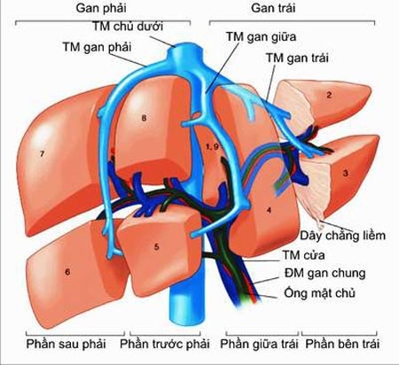 Men gan tăng cao có nguy hiểm? - Ảnh 2.