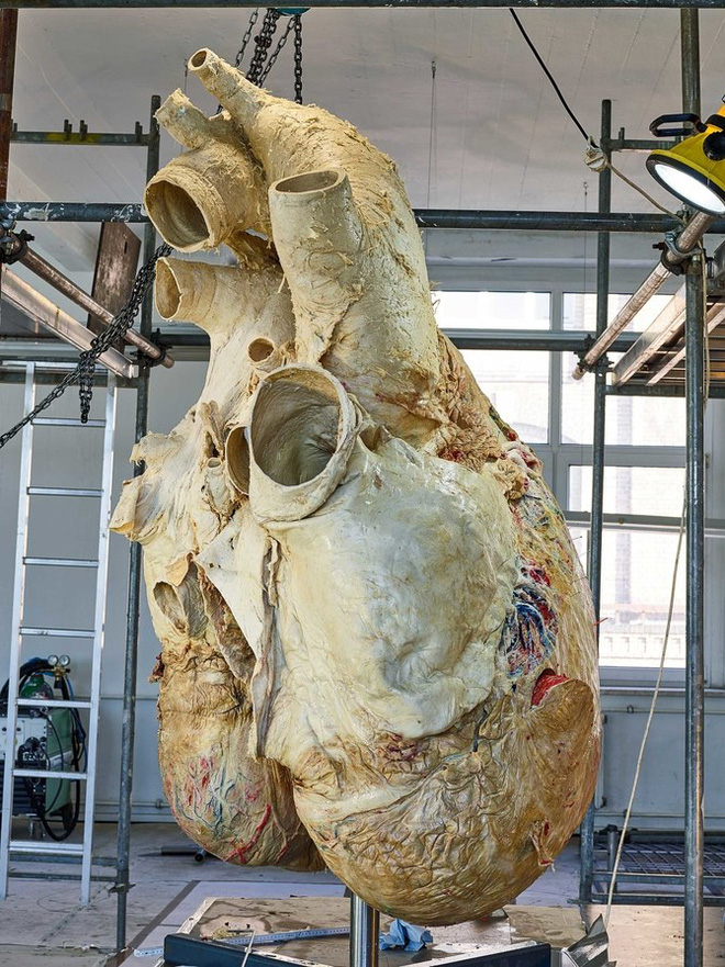 Đây là cách các nhà khoa học bảo quản quả tim cá voi nặng 200 kilogram - Ảnh 1.