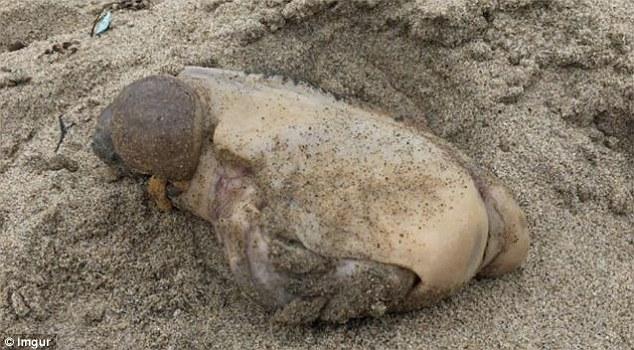 Phát hiện sinh vật kỳ lạ không mắt không miệng, chỉ có hai u trên bờ biển California - Ảnh 2.