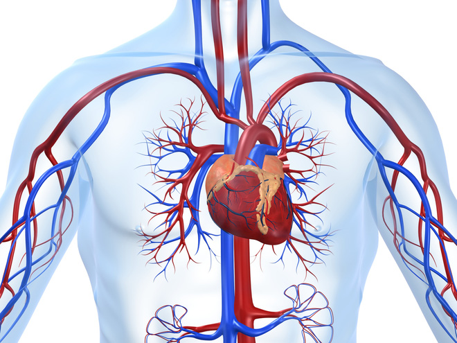 Bệnh tim rất nguy hiểm, nắm ngay 7 dấu hiệu dễ nhận biết này để phát hiện bệnh kịp lúc - Ảnh 2.