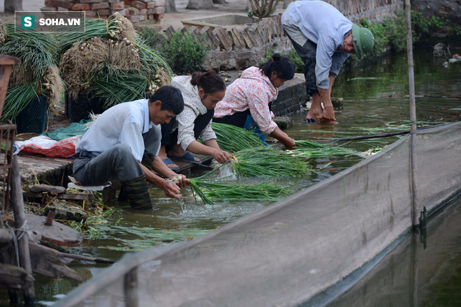 Chờ kiểm định thực phẩm bẩn, rau tắm thuốc trừ sâu, mực hóa chất đã vào bụng người dân! - Ảnh 3.