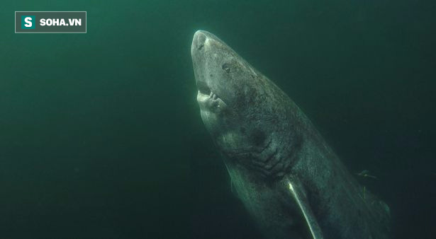 Tiết lộ bí ẩn trường thọ của loài cá mập 400 tuổi ở Greenland - Ảnh 1.