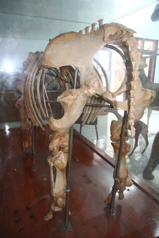 Chiêm ngưỡng bộ xương tê giác Java cuối cùng của Việt Nam - Ảnh 1.
