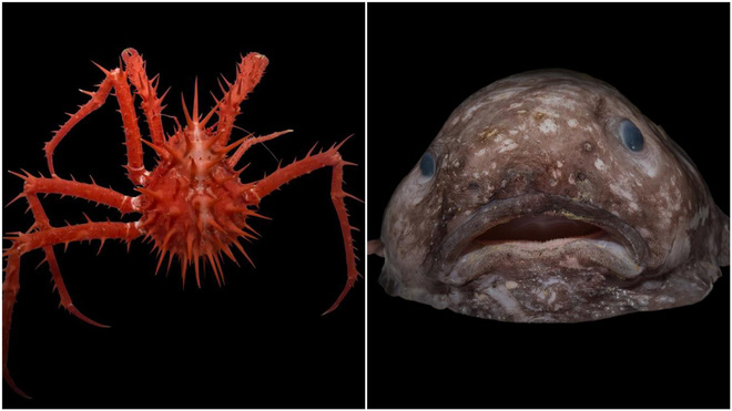 Cùng ngắm nhìn những bức ảnh đẹp nghẹt thở về các loài sinh vật kì dị dưới đáy biển sâu - Ảnh 1.