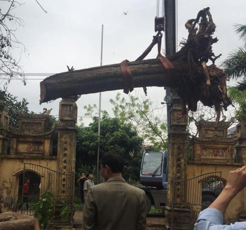 Thông tin mới nhất vụ mua bán cây sưa 200 tuổi ở Bắc Ninh - Ảnh 2.