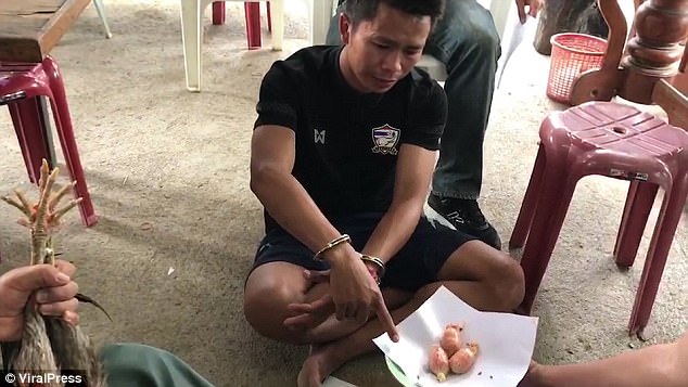 Thái Lan: Kẻ buôn lậu bị cảnh sát bắt phải xin lỗi 2 con gà sau khi nhét 1.400 viên ma túy đá vào cổ họng chúng - Ảnh 2.