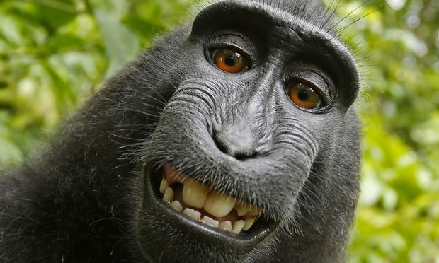 Nhiếp ảnh gia bị kiện đến phá sản vì bức hình Chú khỉ selfie và lý do không ai ngờ tới - Ảnh 1.