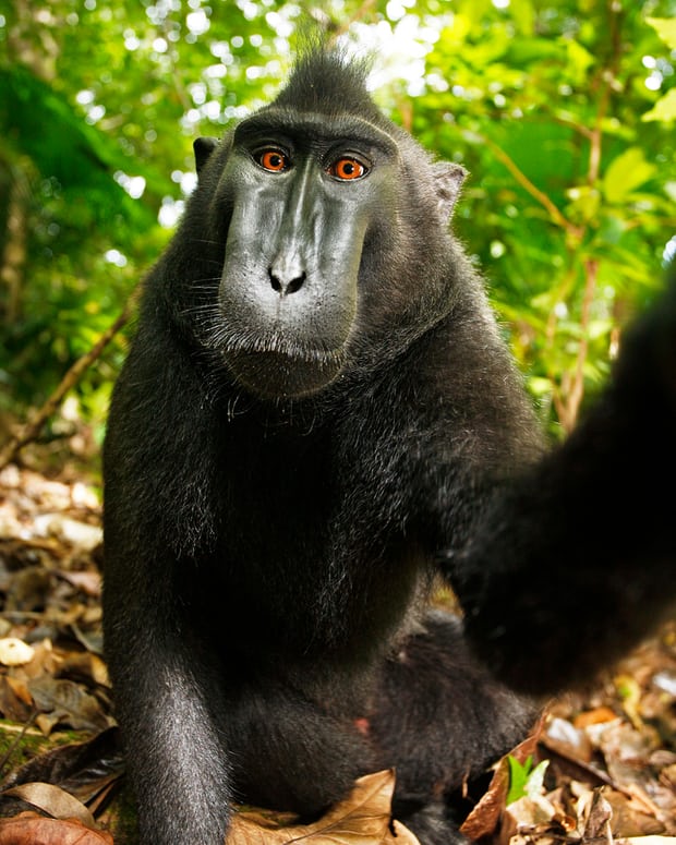 Nhiếp ảnh gia bị kiện đến phá sản vì bức hình Chú khỉ selfie và lý do không ai ngờ tới - Ảnh 2.