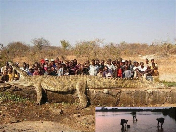 Tom Hai ng&oacute;n - Con c&aacute; sấu khổng lồ, kh&aacute;t m&aacute;u bậc nhất ch&acirc;u Mỹ - Ảnh 3.