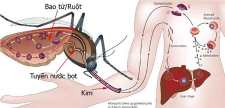 9 hiểu lầm tai hại về bệnh sốt xuất huyết - Ảnh 1.