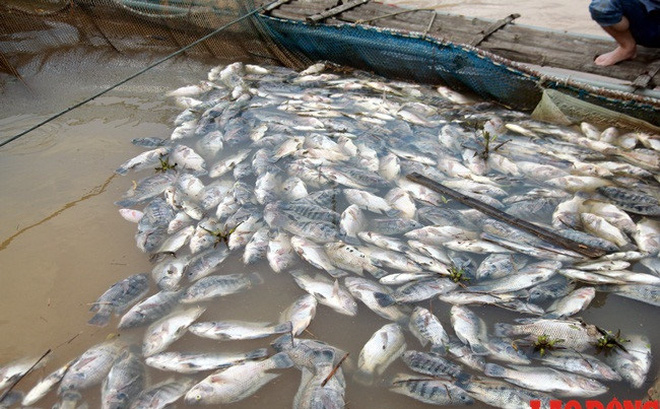 Hàng trăm tấn cá ngoi lên chết như ngả rạ ở Hòa Bình, có cả loại cao cấp giá tiền triệu/kg - Ảnh 2.