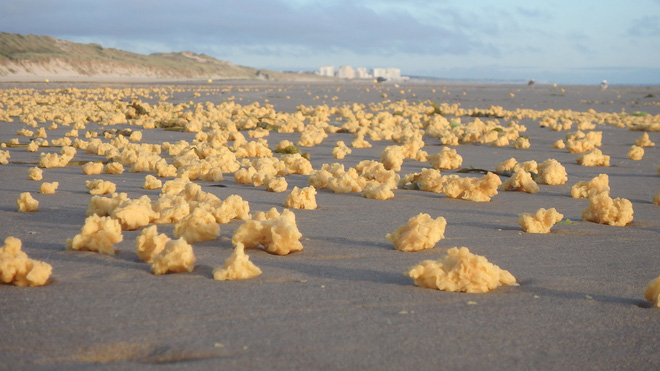 Bí ẩn hàng triệu vật thể lạ màu vàng không rõ nguồn gốc rải đầy bãi biển - Ảnh 1.