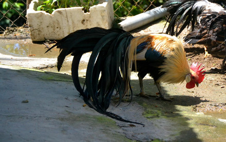 Trại gà “độc”, “có một không hai” tại Việt Nam của chàng kỹ sư thủy sản - Ảnh 3.