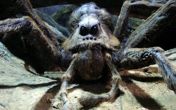Các nhà khoa học phát hiện loài nhện mới, đặt tên theo nhện Aragog trong Harry Potter - Ảnh 1.