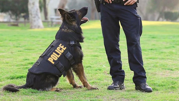 Bạn sẽ kinh ngạc khi biết đến quy trình chặt chẽ để huấn luyện một chú chó cảnh sát - Ảnh 1.
