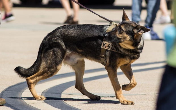 Bạn sẽ kinh ngạc khi biết đến quy trình chặt chẽ để huấn luyện một chú chó cảnh sát - Ảnh 2.