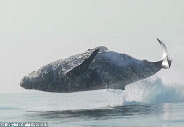 Cảnh tượng chưa từng thấy: Con cá voi lưng gù nặng 40 tấn phi thân khỏi mặt nước - Ảnh 1.