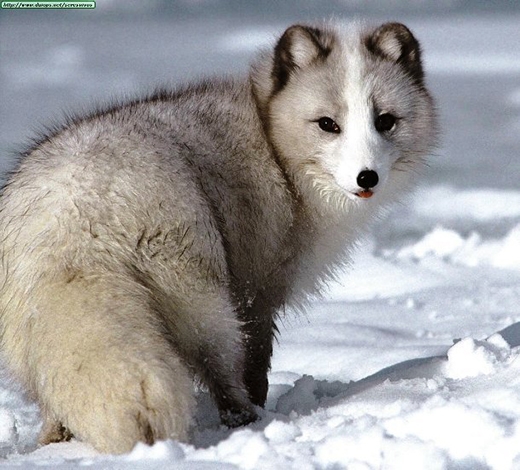 Đâm đầu xuống đất: Cách kiếm ăn vừa đau đớn vừa lạ đời của cáo tuyết - Ảnh 3.