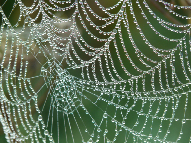 Cùng khám phá thế hệ tơ nhện nhân tạo mới: bền hơn thép, và 98% làm từ ...nước - Ảnh 1.