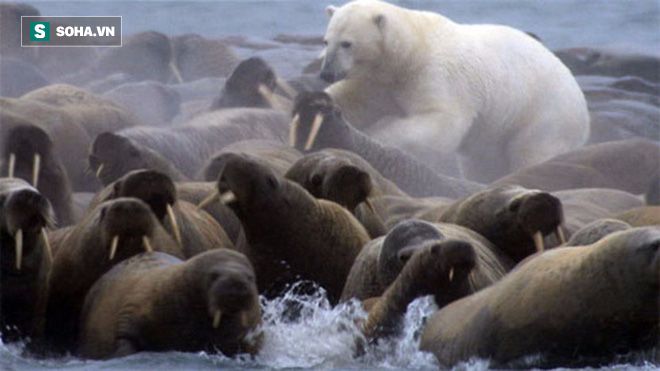 Nếu nghĩ béo là xấu, trách mình vụng về, vô dụng: Xem hải tượng làm gì khi gặp gấu Bắc Cực - Ảnh 1.
