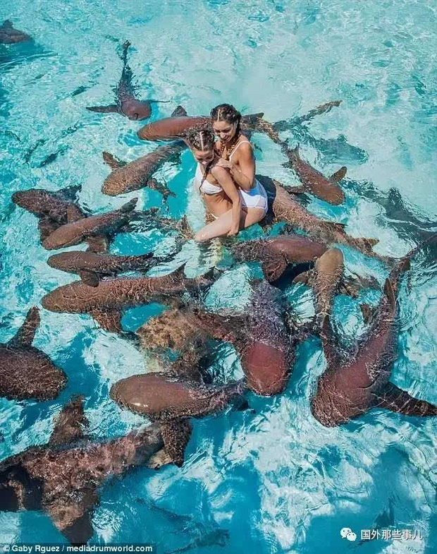 Người mẫu vẫn bình an vô sự dù chụp ảnh với cả đàn cá mập vây quanh chỉ vì 1 lí do - Ảnh 1.