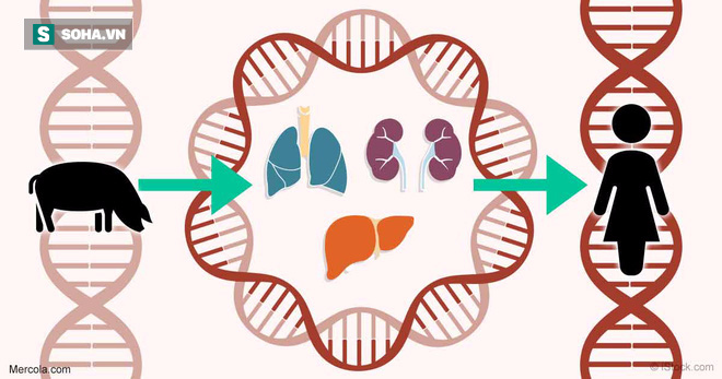 Nghiên cứu của ĐH Havard: Tạo ra cá thể heo mới để cấy nội tạng cho người - Ảnh 1.