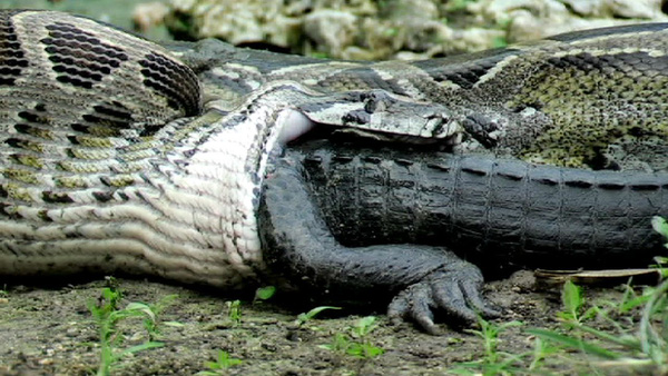 Loài trăn lớn nhất thế giới anaconda có thích... thịt người không? - Ảnh 4.
