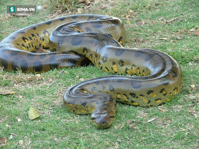 Loài trăn lớn nhất thế giới anaconda có thích... thịt người không? - Ảnh 1.