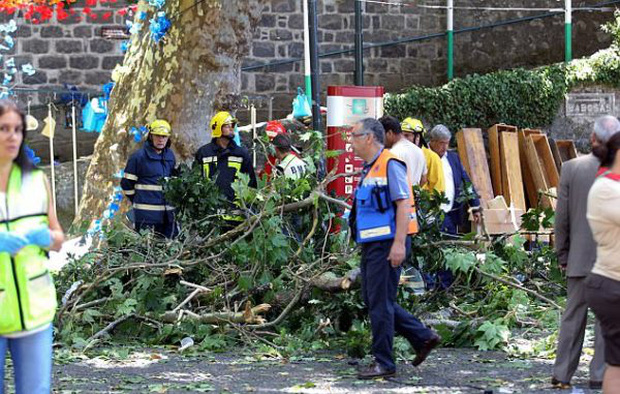Bồ Đào Nha: Cây sồi 200 tuổi đổ sập gần nhà thờ, ít nhất 12 người tử vong - Ảnh 3.