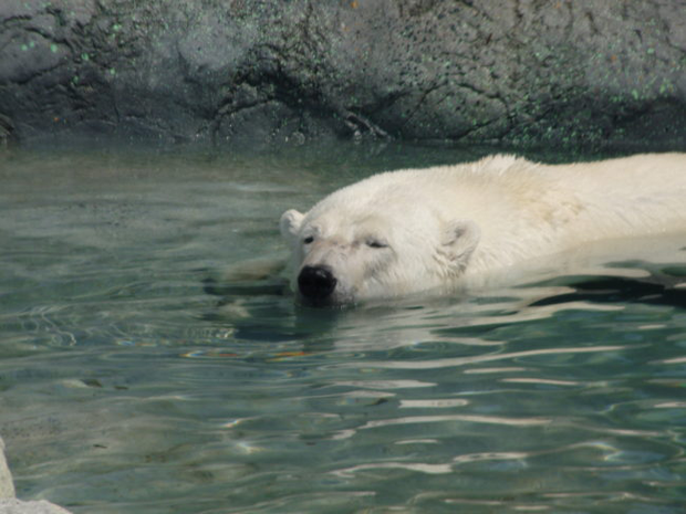 Nhìn thì dễ thương, nhưng hình ảnh chú gấu Bắc Cực này thực chất là một câu chuyện đáng buồn - Ảnh 2.