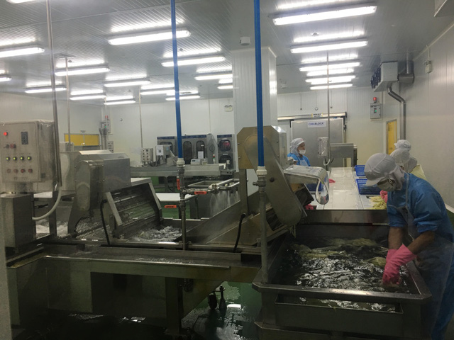 Sao chép công nghệ sản xuất từ Hàn Quốc, một DN Việt sắp xuất khẩu cả nghìn tấn kim chi sang chính quê hương của món ăn nổi tiếng này - Ảnh 2.