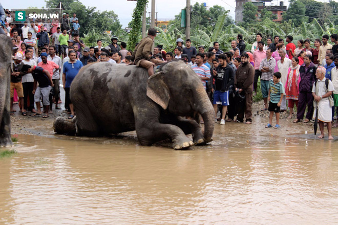 Đàn voi Nepal ra tay cứu giúp 600 người khỏi lũ lụt kinh hoàng  - Ảnh 1.