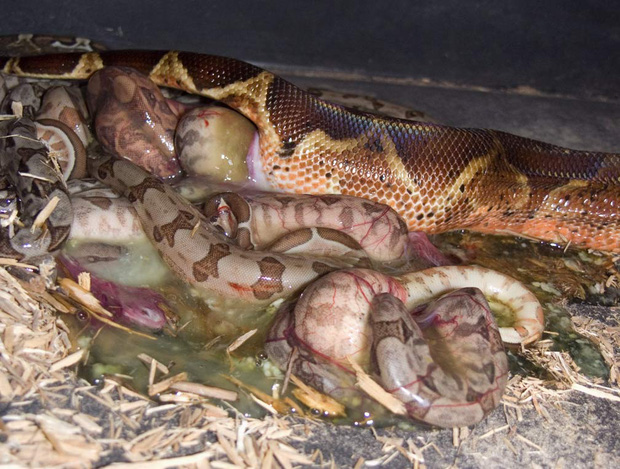 Chắc chắn bạn không biết: Quái vật Nam Mỹ - trăn Anaconda đẻ trứng hay đẻ con? - Ảnh 1.