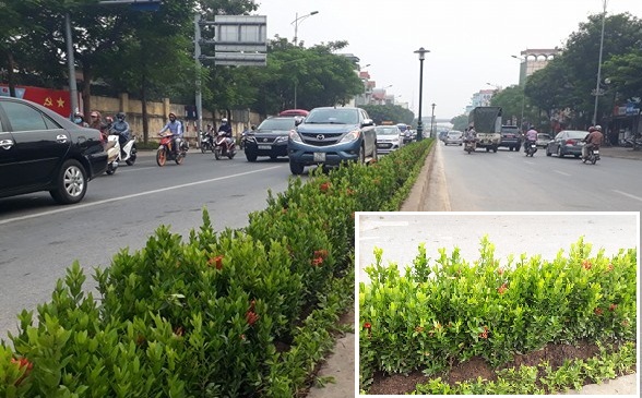 Nhổ bỏ hàng loạt cây xanh trên dải phân cách: Chủ tịch quận ở Hà Nội nói gì? - Ảnh 1.