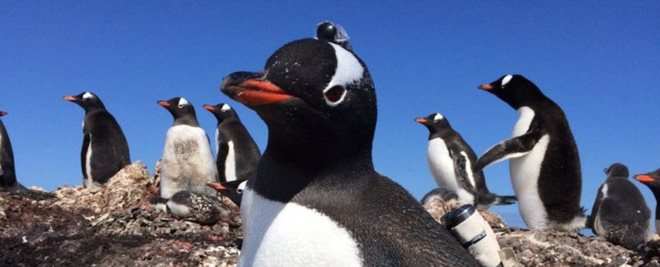 Các nhà khoa học gắn camera vào loài chim cánh cụt Gentoo và những thước phim cho ra kết quả thật bất ngờ - Ảnh 1.