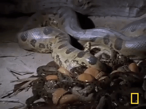 Cận cảnh trăn Anaconda - quái vật Nam Mỹ đẻ con khiến ai xem cũng rùng mình - Ảnh 2.