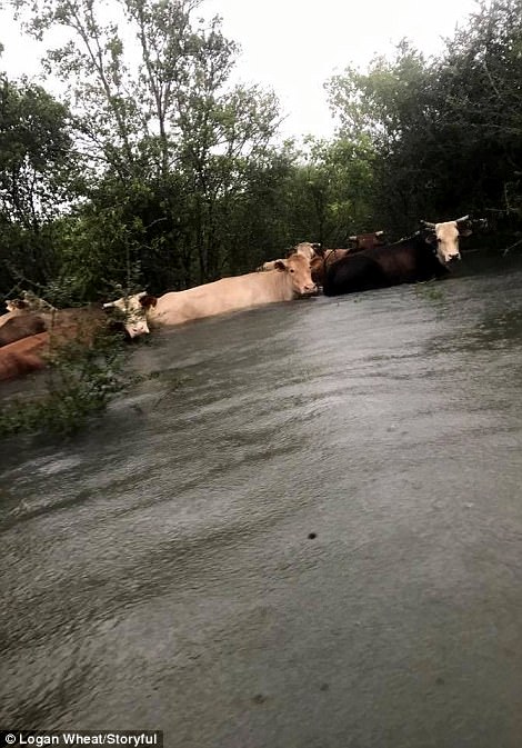 [Ảnh] Bão Harvey biến đường cao tốc Houston thành biển nước, sóng đánh dập dìu - Ảnh 5.