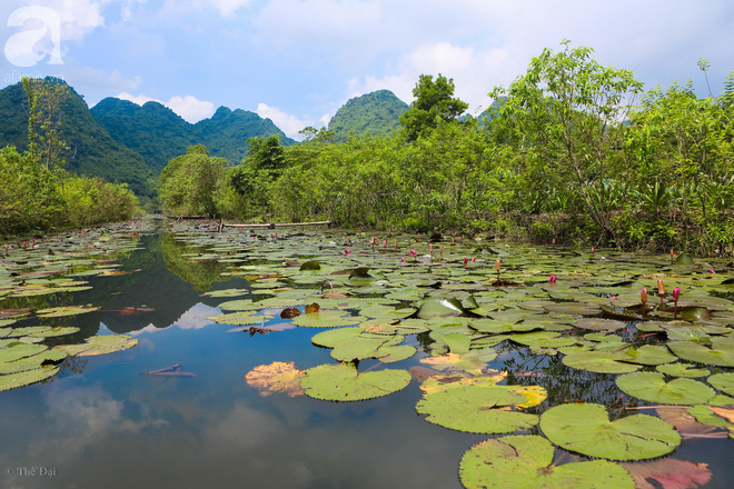  Không cần đi đâu xa, ngay ở Hà Nội cũng có một chốn ngập hoa súng, cảnh đẹp như phim cổ trang - Ảnh 1.