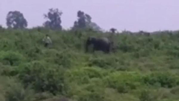Cố tiếp cận để chụp ảnh, người đàn ông bị con voi rượt đuổi rồi tấn công tử vong - Ảnh 2.