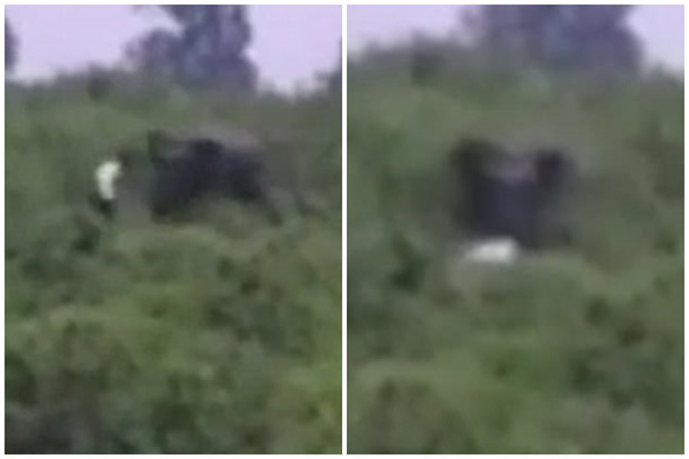Cố tiếp cận để chụp ảnh, người đàn ông bị con voi rượt đuổi rồi tấn công tử vong - Ảnh 3.