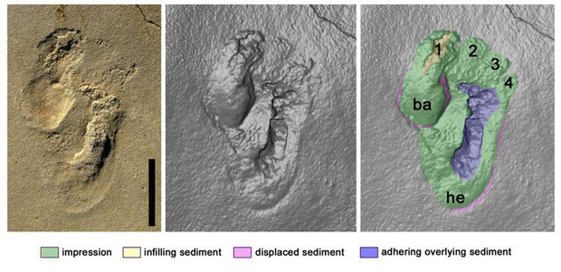 Phát hiện dấu chân người 5,7 triệu năm có nguy cơ viết lại lịch sử về nguồn gốc loài người - Ảnh 1.