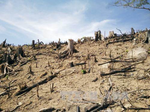 Bí thư Tỉnh ủy Bình Định kiểm tra hiện trường vụ 43,7 ha rừng tự nhiên bị xóa sổ - Ảnh 1.