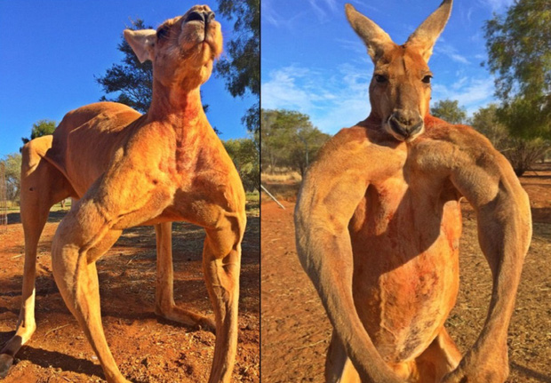 Úc: Chuột túi nhiều gấp đôi người, chính quyền huy động người dân ăn thịt Kangaroo - Ảnh 1.