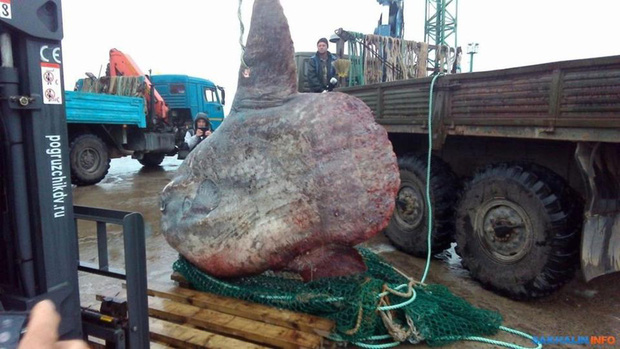Bắt được sinh vật khổng lồ dưới đáy biển nặng tới 1,2 tấn, ngư dân đem xẻo thịt cho gấu ăn - Ảnh 1.