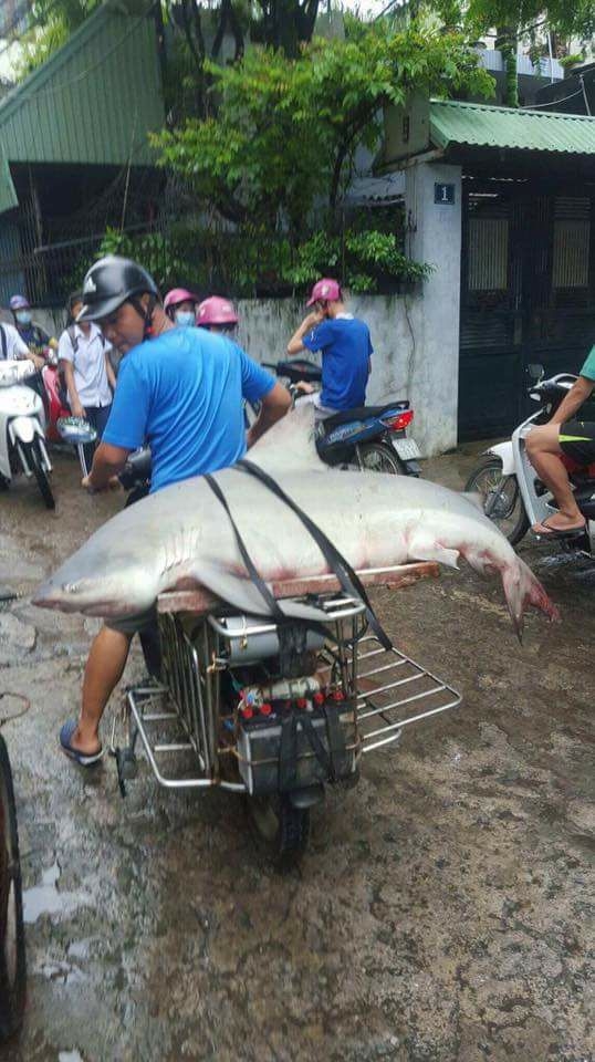Bắt được cá mập trên vùng biển tỉnh Quảng Ninh? - Ảnh 2.