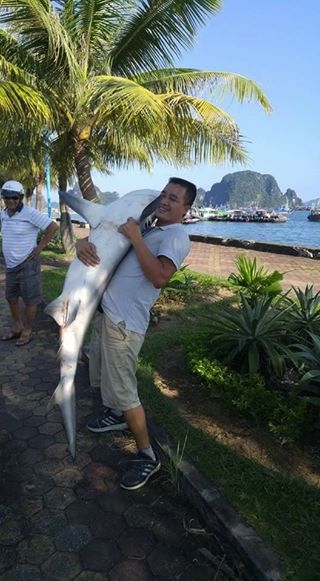 Bắt được cá mập trên vùng biển tỉnh Quảng Ninh? - Ảnh 3.