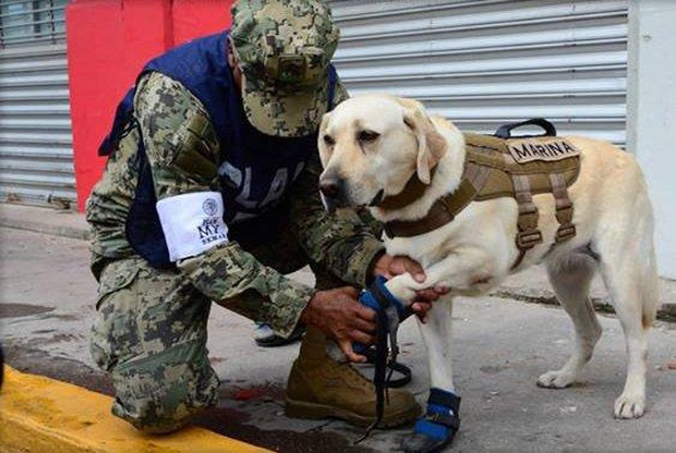 Cô chó được Tổng thống Mexico vinh danh sau khi cứu sống 52 người trong trận động đất khủng khiếp - Ảnh 1.