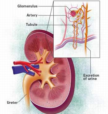 Các thực phẩm không nên dùng khi mắc chứng thận hư - Ảnh 1.