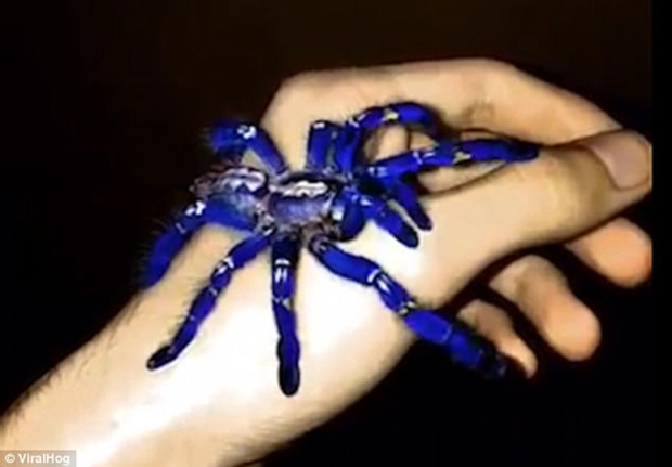 Tìm thấy loài nhện màu xanh dương ánh kim làm đau đầu các nhà khoa học - Ảnh 1.